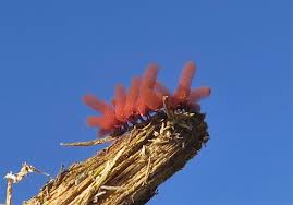 Attēlu rezultāti vaicājumam “Arcyria affinis capillitium”