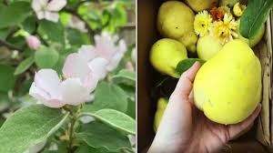 Attēlu rezultāti vaicājumam “Cydonia oblonga fruit”