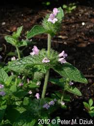 Attēlu rezultāti vaicājumam “Clinopodium vulgare leaf”
