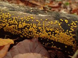 Attēlu rezultāti vaicājumam “Bisporella citrina”