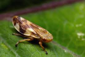 Attēlu rezultāti vaicājumam “Philaenus spumarius”