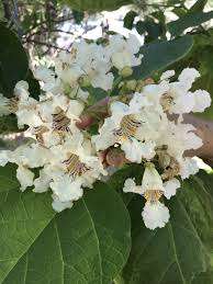 Attēlu rezultāti vaicājumam “Catalpa”