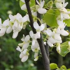 Attēlu rezultāti vaicājumam “Cercis siliquastrum”