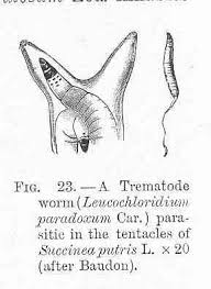 Attēlu rezultāti vaicājumam “Leucochloridium paradoxum”