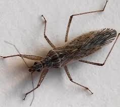 Attēlu rezultāti vaicājumam “Nabidae”