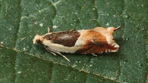 Attēlu rezultāti vaicājumam “Ancylis badiana”