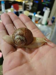 Attēlu rezultāti vaicājumam “Helix pomatia”