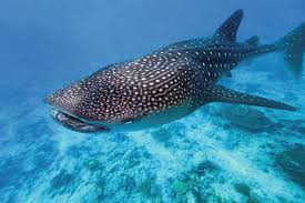 Image result for Rhincodon typus