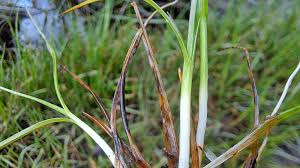 Attēlu rezultāti vaicājumam “Blysmus compressus leaf”