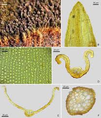 Attēlu rezultāti vaicājumam “Didymodon tophaceus”