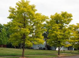 Attēlu rezultāti vaicājumam “Robinia”