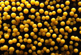 Attēlu rezultāti vaicājumam “Lamproderma debile sessile”