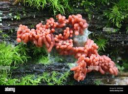 Attēlu rezultāti vaicājumam “Arcyria imperialis macro”