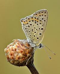 Attēlu rezultāti vaicājumam “Lycaena tityrus female”