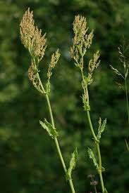 Attēlu rezultāti vaicājumam “Rumex thyrsiflorus”