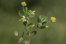 Attēlu rezultāti vaicājumam “Trifolium dubium flower”