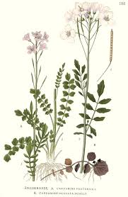 Attēlu rezultāti vaicājumam “Cardamine pratensis”