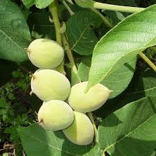 Attēlu rezultāti vaicājumam “Juglans mandshurica leaf”