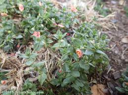 Image result for Anagallis arvensis