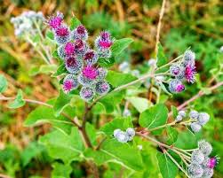Attēlu rezultāti vaicājumam “Arctium lappa leaf”