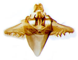 Attēlu rezultāti vaicājumam “Incurvaria praelatella”