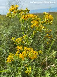 Attēlu rezultāti vaicājumam “Oligonema flavidum”
