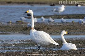 Attēlu rezultāti vaicājumam “Cygnus columbianus”