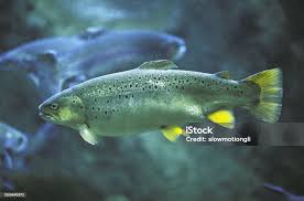 Image result for Salmo salar