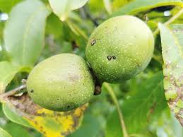 Attēlu rezultāti vaicājumam “Juglans regia fruit”