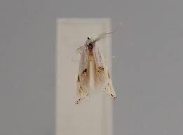 Attēlu rezultāti vaicājumam “Bucculatrix rhamniella”