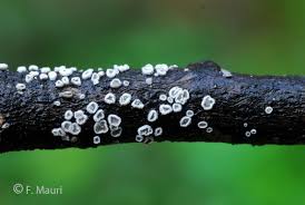 Attēlu rezultāti vaicājumam “Lachnella alboviolascens”