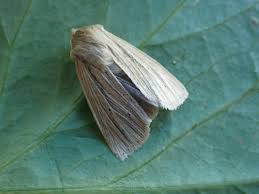 Attēlu rezultāti vaicājumam “Mythimna impura”