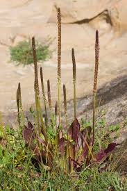 Attēlu rezultāti vaicājumam “Plantago uniflora”