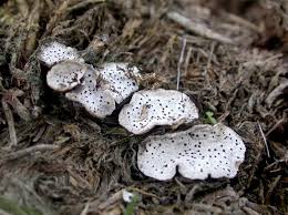 Attēlu rezultāti vaicājumam “Poronia punctata”