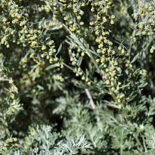 Image result for Artemisia absinthium
