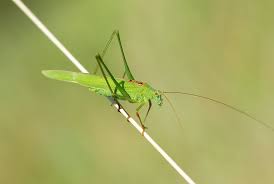 Attēlu rezultāti vaicājumam “Phaneroptera falcata”