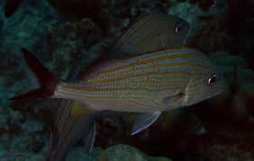 Image result for Haemulon carbonarium