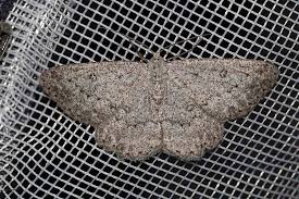 Attēlu rezultāti vaicājumam “Charissa ambiguata”