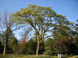 Attēlu rezultāti vaicājumam “Phellodendron amurense bud”