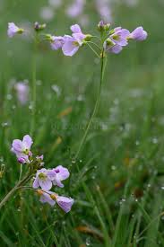 Attēlu rezultāti vaicājumam “Cardamine pratensis flower”
