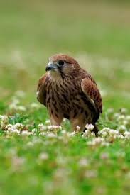 Attēlu rezultāti vaicājumam “Falco tinnunculus”