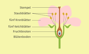 Image result for Rosengewächse