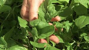 Image result for Neuseeländer Salat