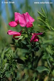 Attēlu rezultāti vaicājumam “Lathyrus tuberosus”