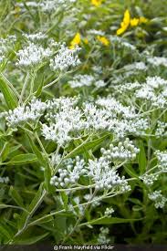 Attēlu rezultāti vaicājumam “Enteridium corticatum young”