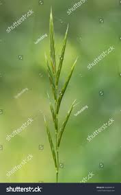 Attēlu rezultāti vaicājumam “Brachypodium sylvaticum leaf”