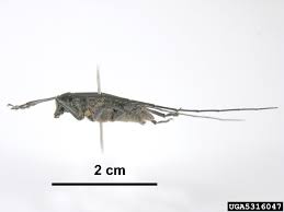 Attēlu rezultāti vaicājumam “Monochamus galloprovincialis”
