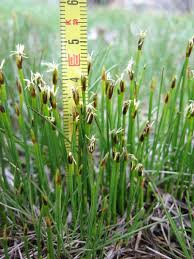Attēlu rezultāti vaicājumam “Eleocharis quinqueflora”