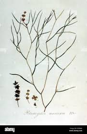 Attēlu rezultāti vaicājumam “Potamogeton trichoides leaf”