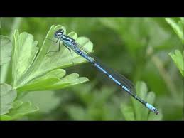 Attēlu rezultāti vaicājumam “Coenagrion puella male”